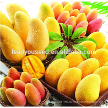 МГ01 Хуанлинсянь хорошее качество высокая производственная гибрид манго семена на продажу